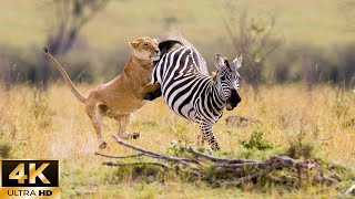 Wild Paradise 4K | Lion Attacks Zebra - Harsh Life In The Wild On Piano &amp; Cello Music Background