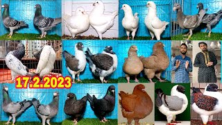 সৌখিন কবুতরের খামার || শো কিং কবুতরের খামার || king pigeon price
