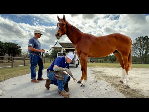 My NEW RACEHORSE meets the FARRIER feat. Jones Equine