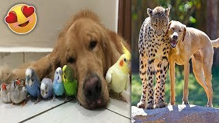 Unusual Animal Friendships That Will Melt Your Heart
