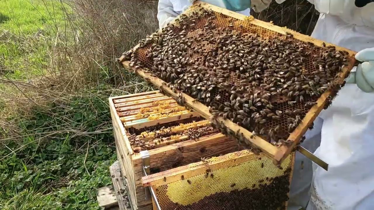 PREMIERE VISITE de printemps !!!!!!!!