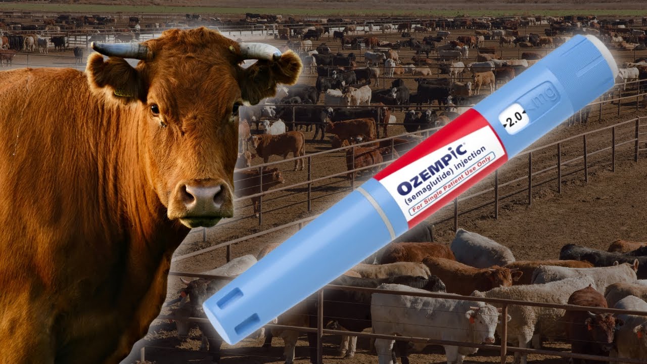semaglutide for animals How Many Animals Will Ozempic Save?