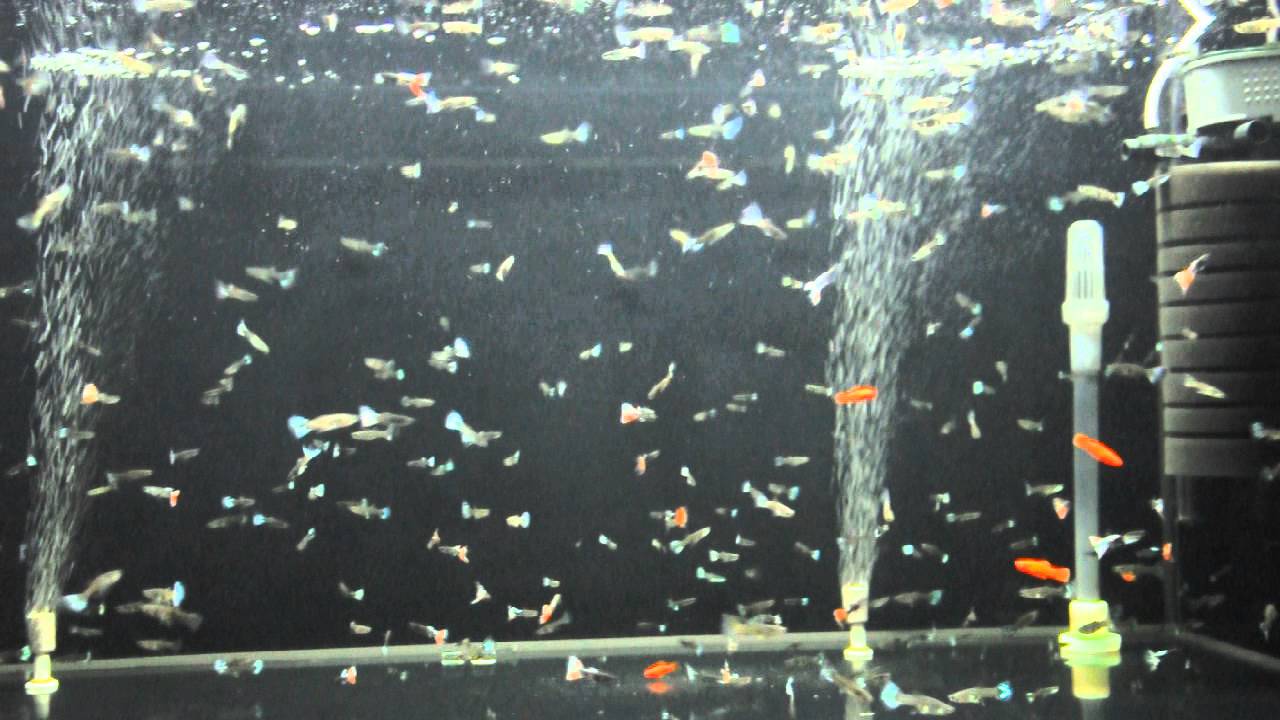 DSC 0184 - YouTube