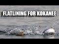 Flatlining Near Surface Kokanee Tactics