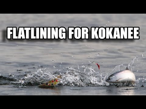 Flatlining Near Surface Kokanee Tactics