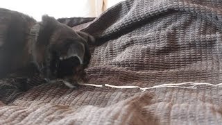 Dog Eats String Cheese