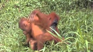 Orangutan Mom+Baby