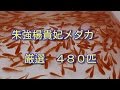 たくさんの楊貴妃めだかから赤の濃いメダカ480匹を選んでみた 朱強楊貴妃ですyoukihi medaka たくさんの楊貴妃めだかから赤の濃いメダカ480匹を選んでみた 朱強楊貴妃ですyoukihi medaka