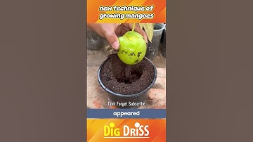 New technique of growing mangoes #shorts