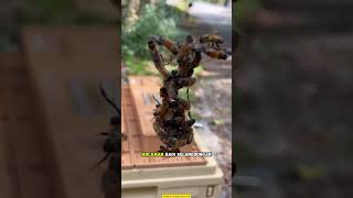 The Ritual of Overthrowing Power in the Bee World!