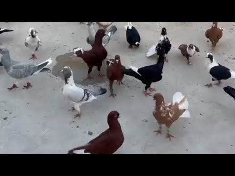 حمام ابو ماجد الحموي حماه سوريا