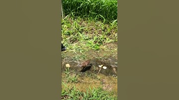 Bẫy Chim Cút Rừng t 201 bằng gương, nhanh dính/đơn giản hiệu quả.#shorts