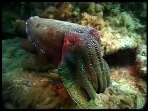 Video: Il calamaro di Humboldt - il misterioso gigante delle profondità marine