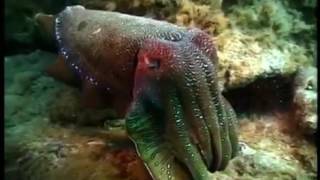 Terrore degli abissi il calamaro gigante