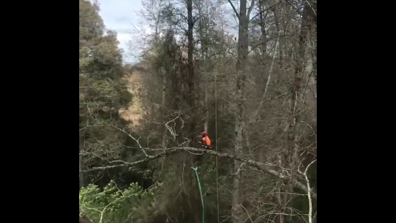 Kowhai Treecare using an IMS NZ Ltd remote hook, swivel and long-line.