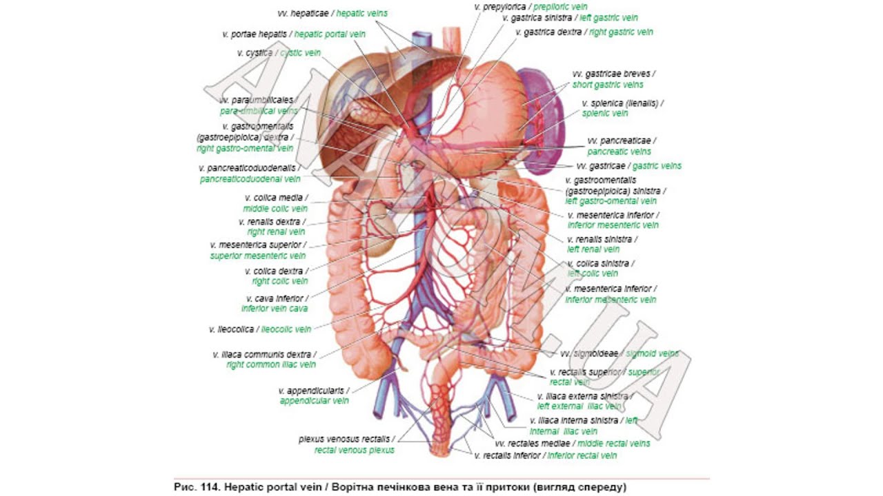 339 AnatomUa AUDIO YouTube 339-anatomua-audio-youtube