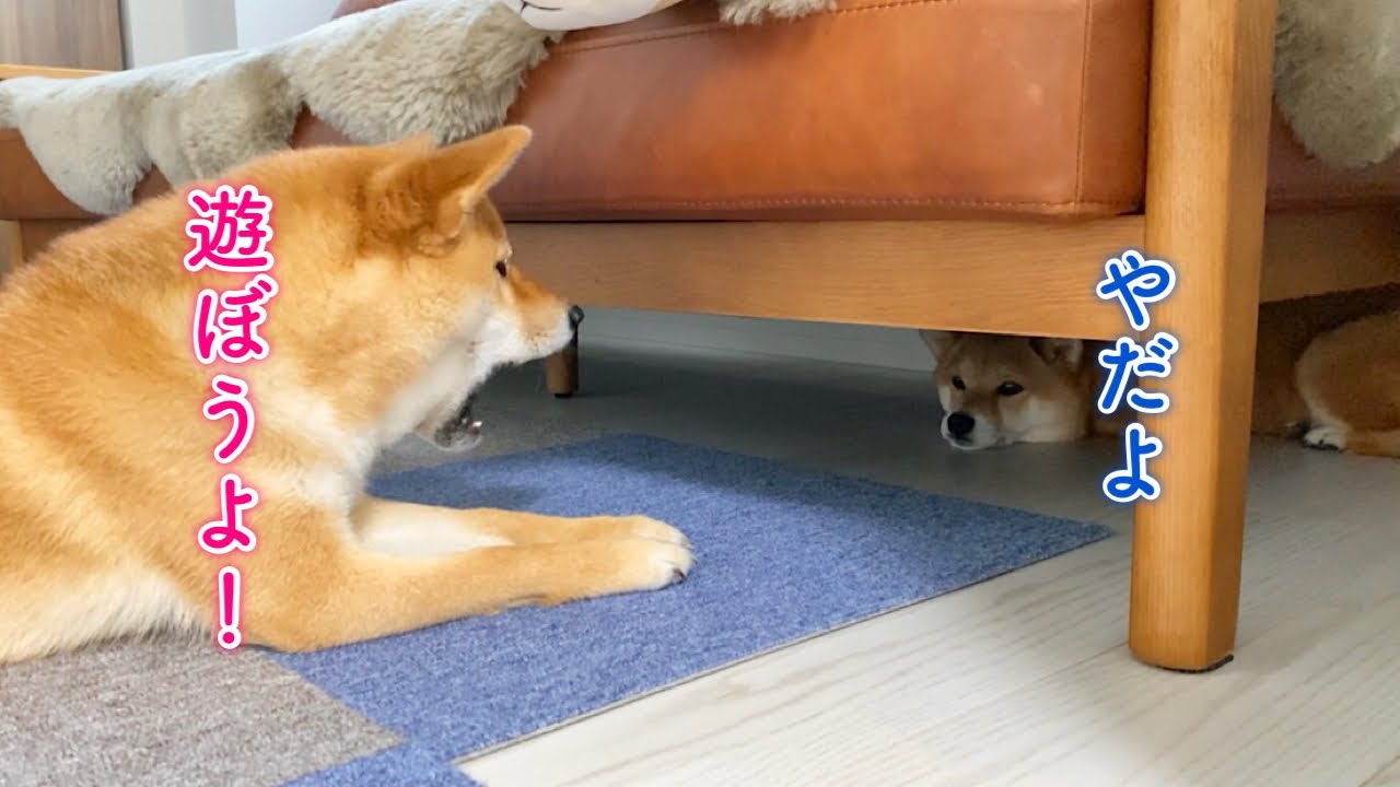 遊ぶならお姉ちゃんがいい！最近お姉ちゃんっ子の柴犬が可愛い