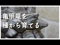 亀甲竜を実生で育てます！亀甲竜の買い方・育て方・種の植え付けまで♪/Dioscorea elephantipes #01