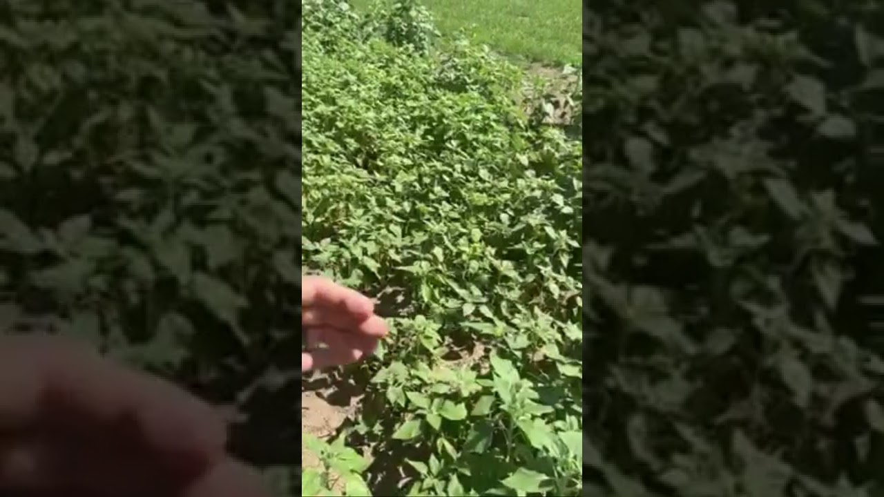 The unknown summer cover crop 