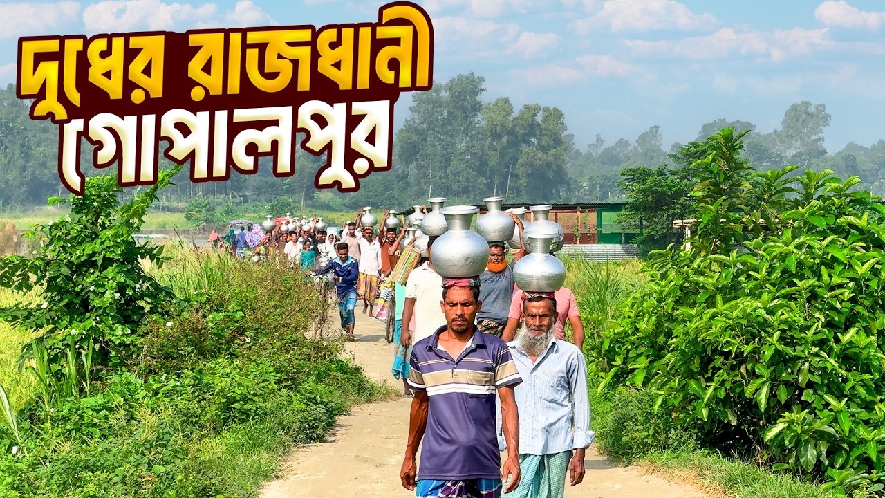 মানিকগঞ্জের গোপালপুরে প্রতিদিন হাজার হাজার মণ খাটি দুধ বিক্রি । Famous Milk Of Goplapur । Manikganj