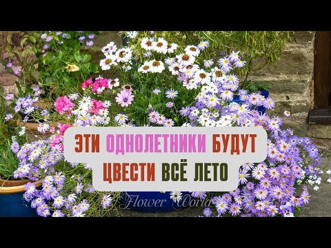 Эти однолетники будут