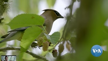 BirdCast Radar Forecasts Bird Migration in Real Time