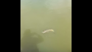 Câu lure #shorts #caulure #cauca #caulurecaloc #thugian #nongthon