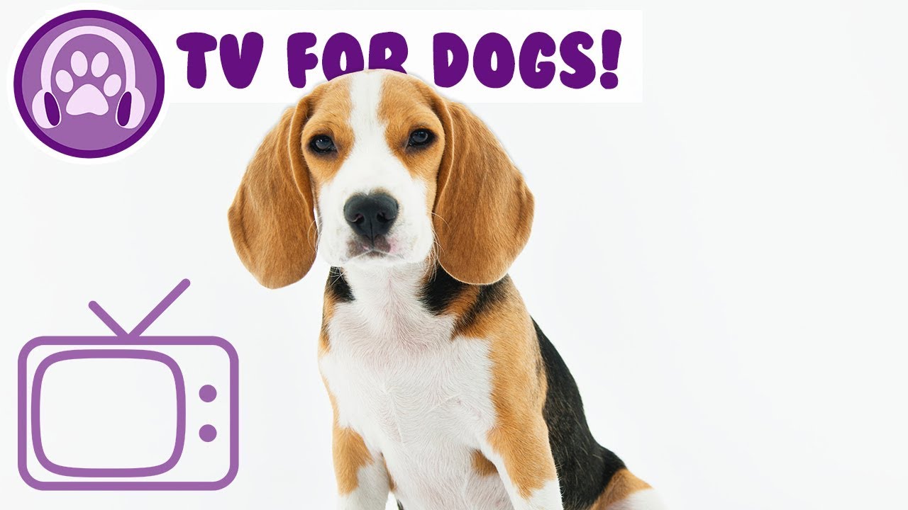 tv channel for cats TV Entertainment for Dogs! Beach TV and Music to Chill Your Dog!