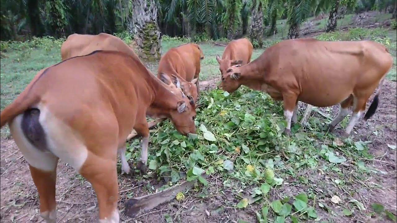 Mengenali Tanda-Tanda Sapi Betina Birahi untuk Ternak yang Berkualitas