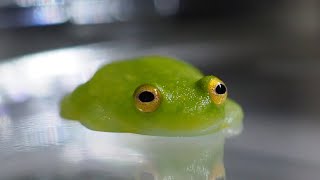 Fleischmann's Glass Frog with an egg in its clutches has a shocking revelation!