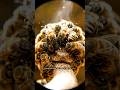 1000 Bees Create a Living Fireball to Kill a Hornet | Nature's Most Incredible Defense