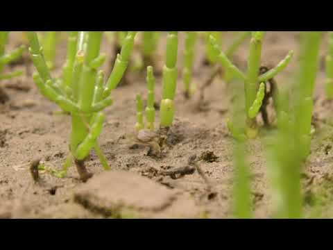 ვიდეო: სად იზრდება სამფირი?