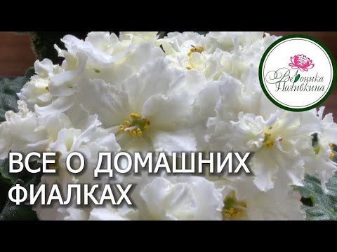 ВСЕ О ДОМАШНИХ ФИАЛКАХ ДЛЯ НАЧИНАЮЩИХ