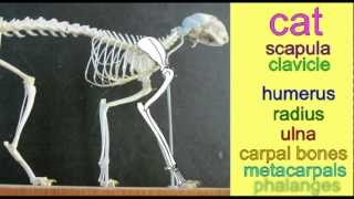 CVA: LIMB EVOLUTION: LIMBS OF PLACENTAL MAMMALS.avi