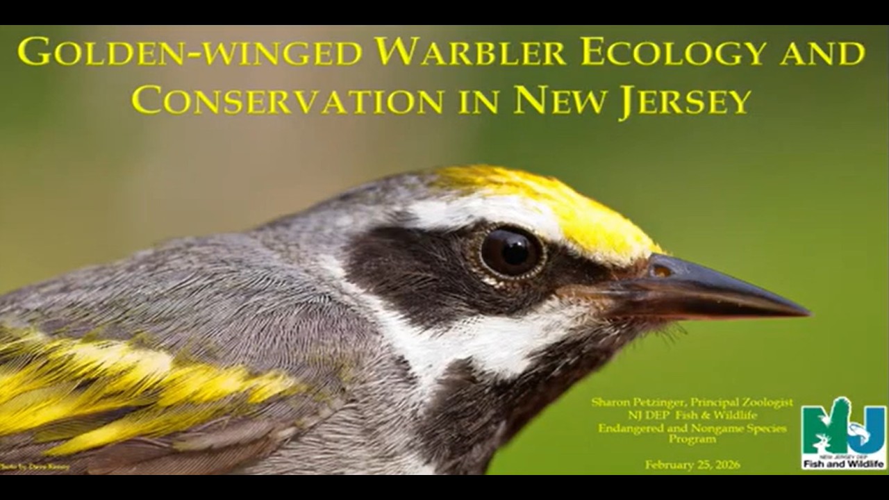 Wildlife Wednesdays Webinar Series: Golden-winged Warbler Ecology & Conservation