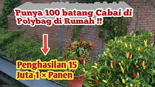 *Panduan menanam cabai rawit !! tanam cabe di polybag,agar cabai berbuah lebat.