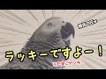 【強運】すべての空気を変えるヨウムｗ「ラッキー」の圧が凄すぎる