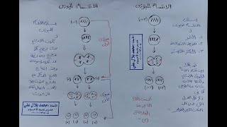 اتحداك متفهمش الانقسام الميوزى والميتوزى بعد الفيديو ده -  مهم جدا لفهم فصل التكاثر - ثانوية عامة