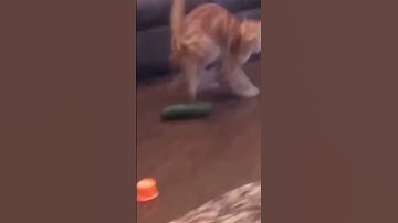 Cat scared of cucumber video s #cat #reels #funnycats #shorts