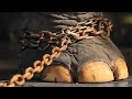 The Elephant Had Been Chained For 50 Years. Just Look What He Did After He Was Released!