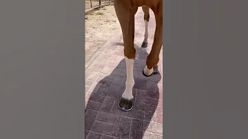 Horse Walking Sounds Horse Shoes Sound Horse Getting New Shoes Horse Satisfying Oddly 