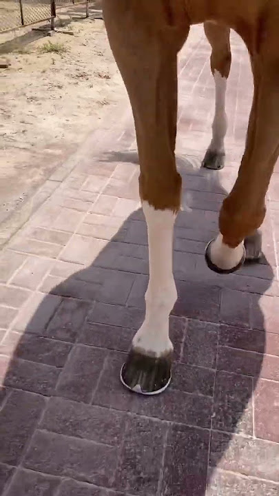 Suara langkah kuda | suara sepatu kuda | kuda mendapatkan sepatu baru #kuda #memuaskan #aneh