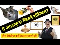 Vastu Tips अपशकुन! कितने सीरियस? Effect Of Broken Mirror, Is Keeping Cat Inauspicious, Broken Mirror