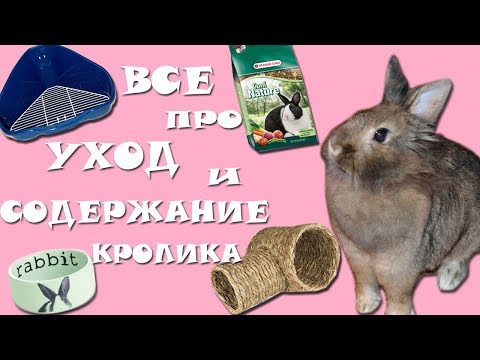 Вопрос: Как ухаживать за львиноголовым кроликом?