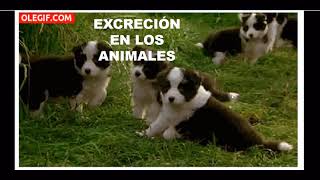 SISTEMA EXCRETOR EN PLANTAS Y ANIMALES