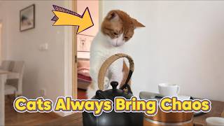 Cats Bring Surprises and Chaos