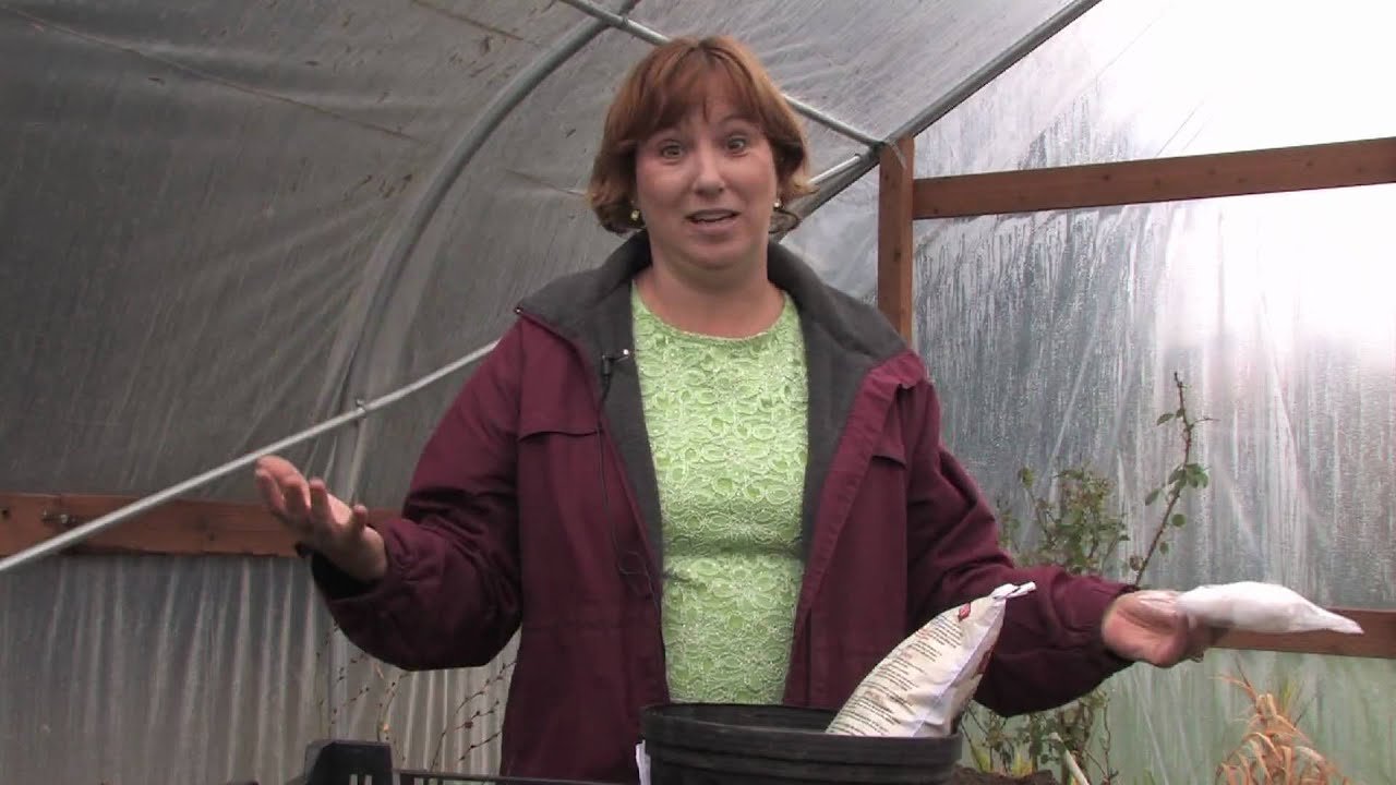 Tree & Plant Care : How to Grow Hollyhocks 