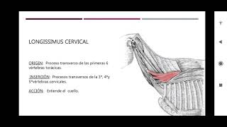 MIOLOGIA DE CUELLO EQUINO