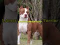 Top 10 Dogs That Can Challenge a Kangal Shepherd Dog#viral
