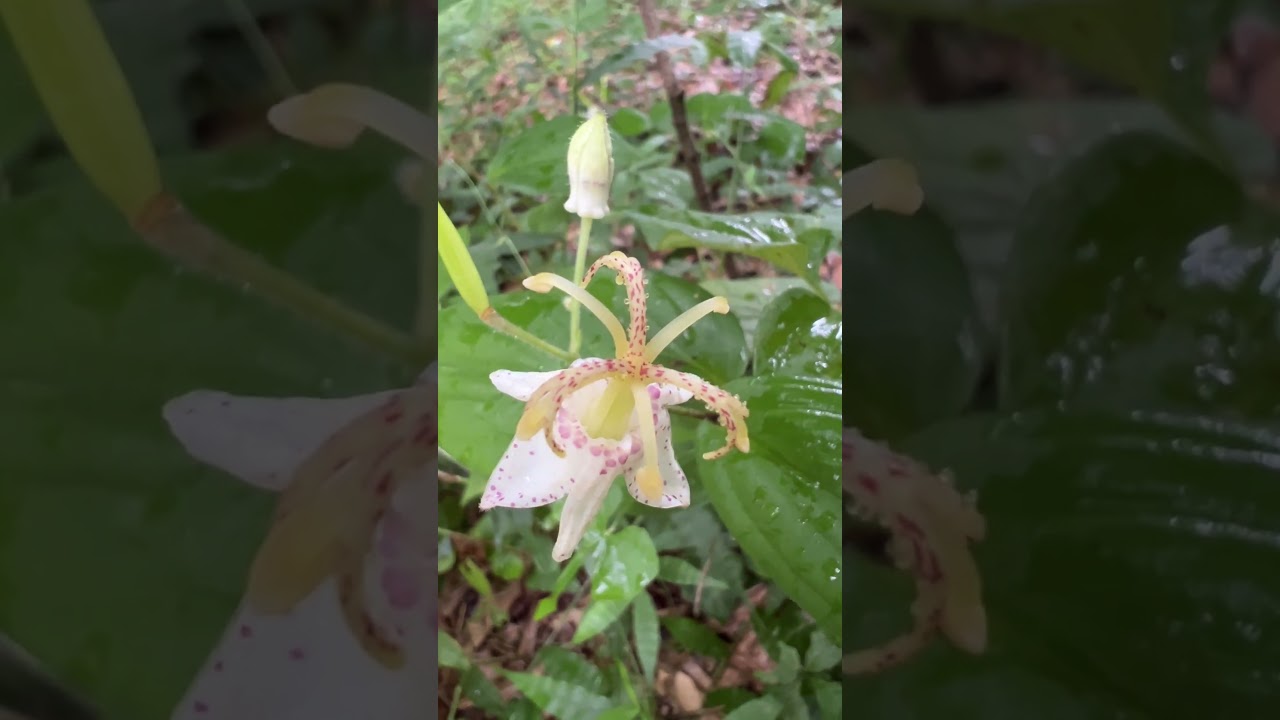Secret Thoughts: Toad Lily 09/10/2026 - YouTube
